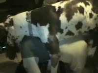 Dog hard fucking a nasty chick from behind